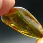 Insects in Amber Piece From Baltic Sea - 4.22 Grams - 1.5"