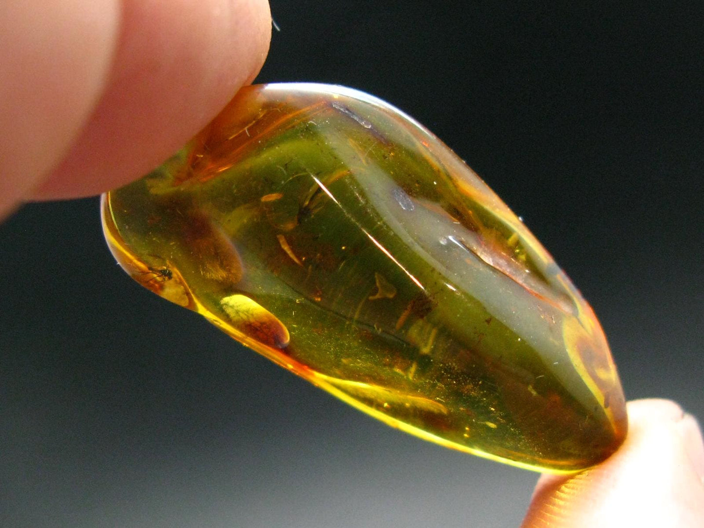 Insects in Amber Piece From Baltic Sea - 4.22 Grams - 1.5"