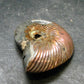 Pyritized Ammonite Fossil From Russia 150 MYO - 1.6" - 18.43 Grams