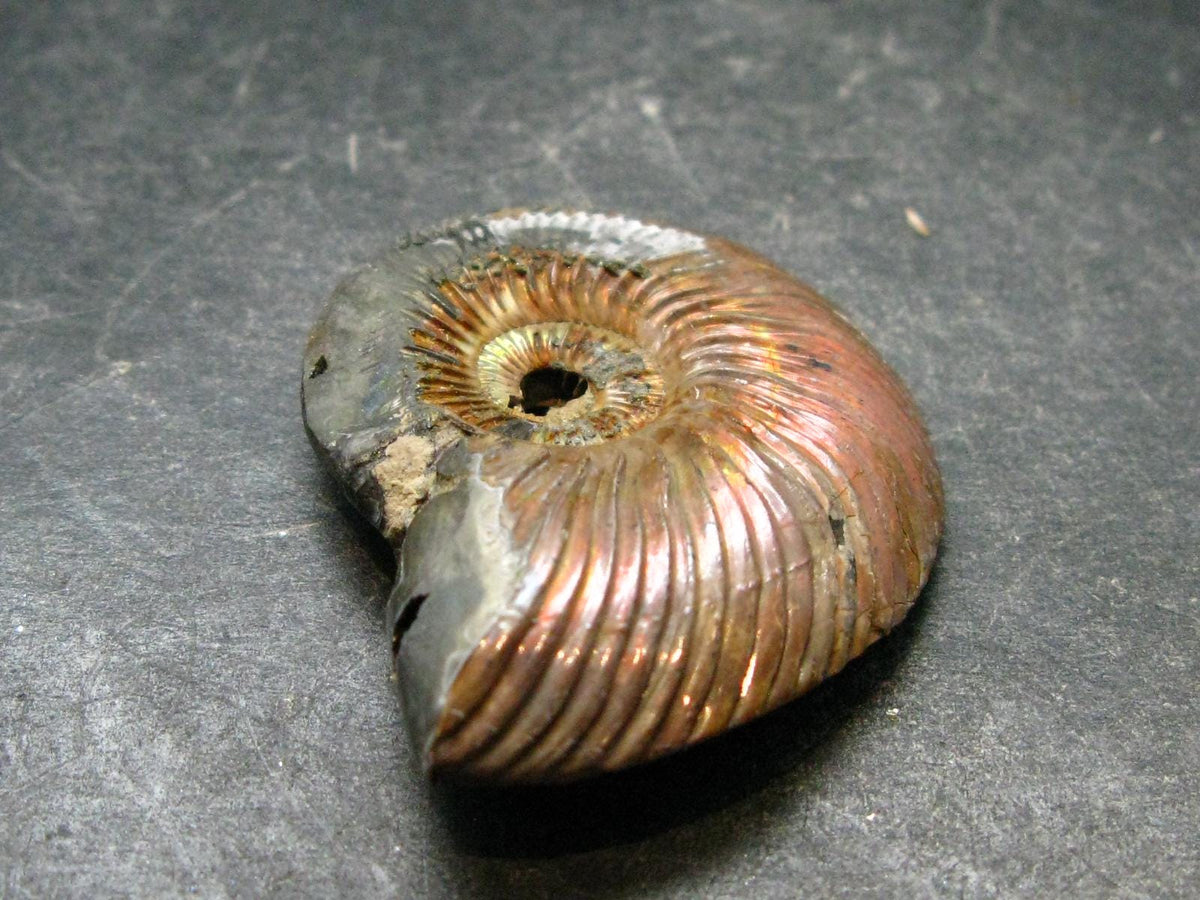 Pyritized Ammonite Fossil From Russia 150 MYO - 1.6" - 18.43 Grams