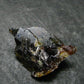 Gem Sphalerite Crystal from Spain - 0.9" - 3.37 Grams
