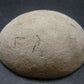 Glendonite (Ikaite after Calcite) Crystal From Russia - 1.8" - 42.91 Grams