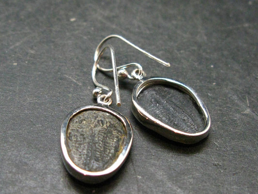 Trilobite Silver Earrings from USA - 1.3" - 3.76 Grams