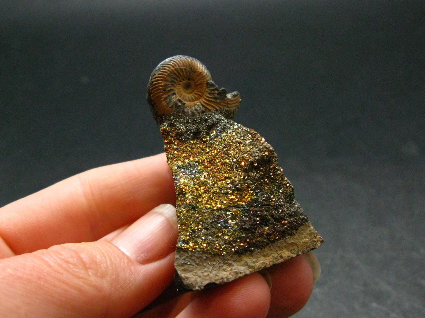 Pyritized Ammonite Fossil On Pyrite Matrix From Russia 150 MYO - 1.8" - 33.65 Grams