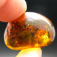 Insects in Amber Piece From Baltic Sea - 5.34 Grams - 1.2"