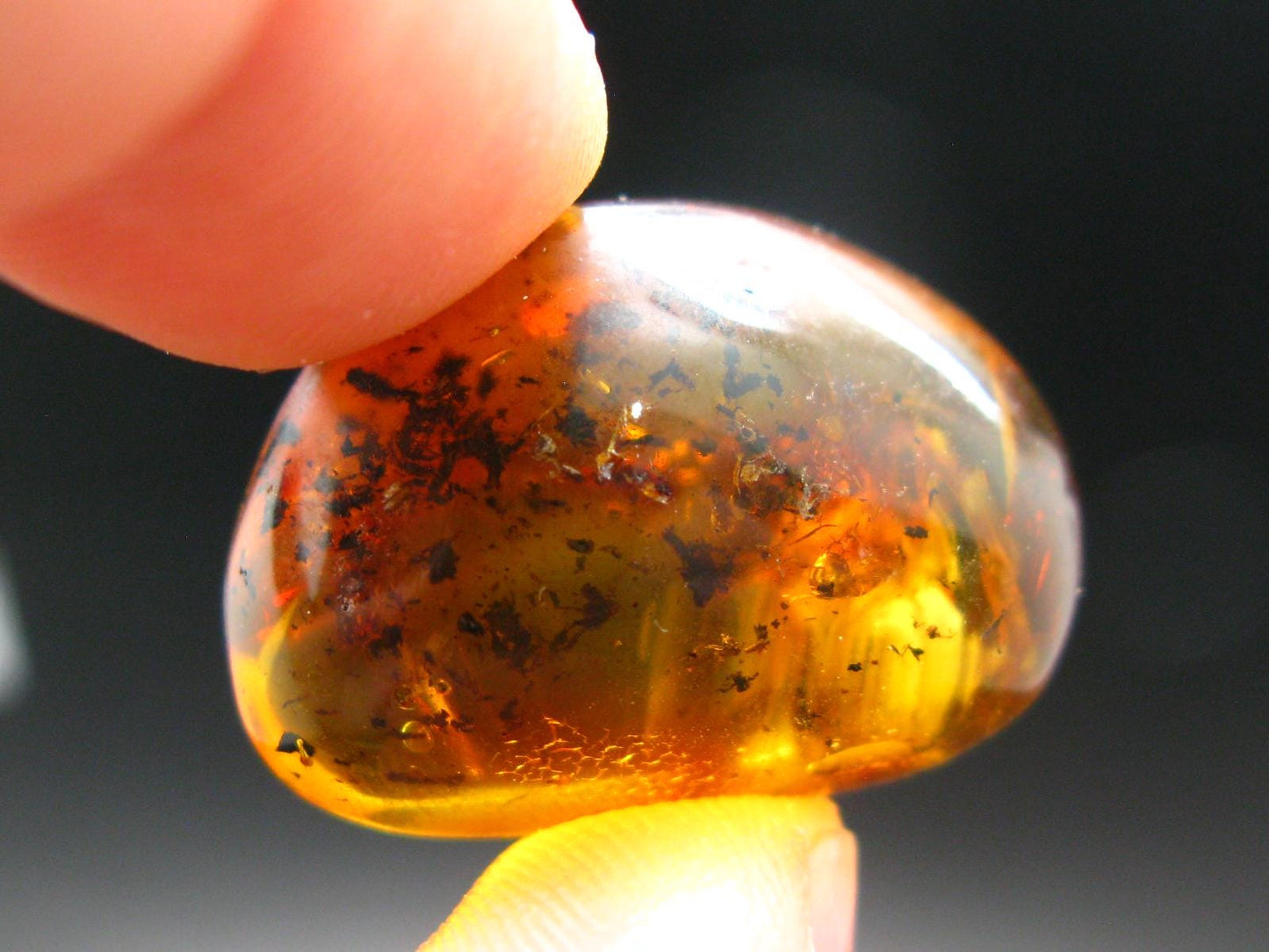Insects in Amber Piece From Baltic Sea - 5.34 Grams - 1.2"