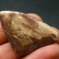 Rare Bustamite Tumbled Stone from South Africa - 1.4" - 14.46 Grams