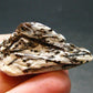 Astrophylite Astrophyllite Cluster From Russia - 1.5" - 11.55 Grams