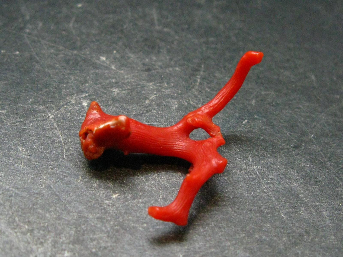 Rare Natural Red Coral From Italy - 1.3" - 1.84 Grams