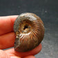 Pyritized Ammonite Fossil From Russia 150 MYO - 1.6" - 18.43 Grams