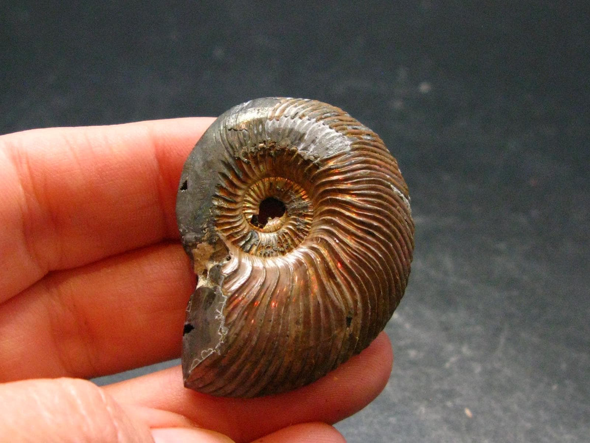 Pyritized Ammonite Fossil From Russia 150 MYO - 1.6" - 18.43 Grams