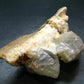 Huge Dogtooth Stellar Beam Calcite Crystal From Tennessee USA - 3.8" - 192.87 Grams