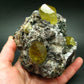 Museum Golden Apatite Cluster From Mexico - 4.8"