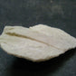 Phenakite Phenacite Polished Slice From Brazil - 14.16 Grams - 1.7"