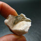 Phenakite Phenacite Crystal from Brazil - 13.39 Grams - 1.1"
