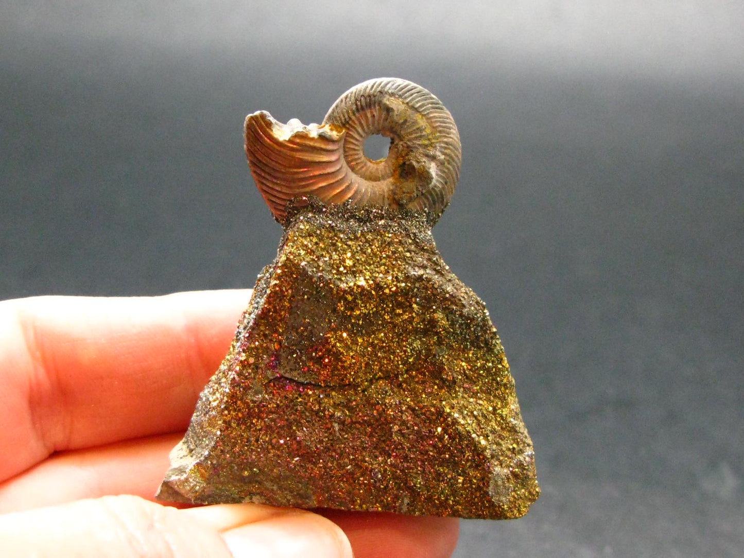 Pyritized Ammonite Fossil On Pyrite Matrix From Russia 150 MYO - 1.7" - 35.80 Grams