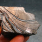 Elite Shungite Raw Piece from Russia - 2.0" - 48.67 Grams