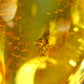 Natural Insects in Baltic Amber 925 Silver Pendant from Poland - 1.5" - 4.85 Grams