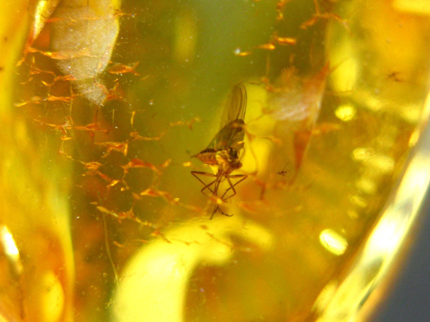 Natural Insects in Baltic Amber 925 Silver Pendant from Poland - 1.5" - 4.85 Grams