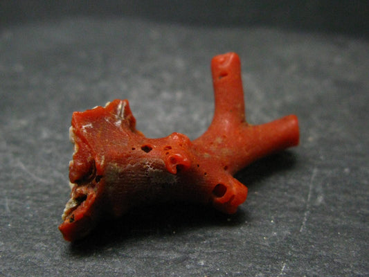 Rare Natural Red Coral From Italy - 1.4" - 5.31 Grams