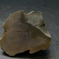 Pyritized Ammonite Fossil On Pyrite Matrix From Russia 150 MYO - 1.3" - 35.72 Grams
