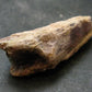 Cacoxenite Amethyst Crystal From Brazil - 2.1"