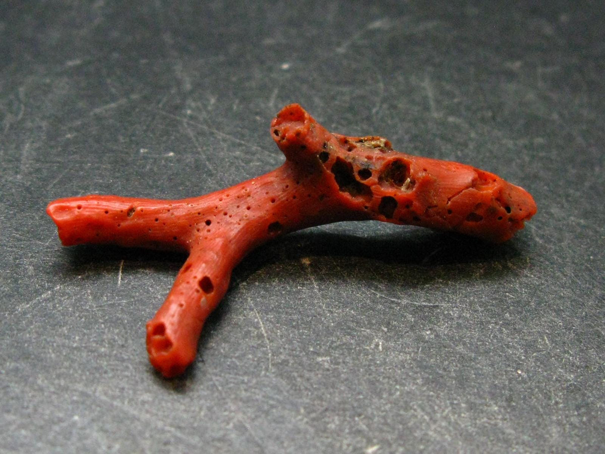 Rare Natural Red Coral From Italy - 1.8" - 2.03 Grams