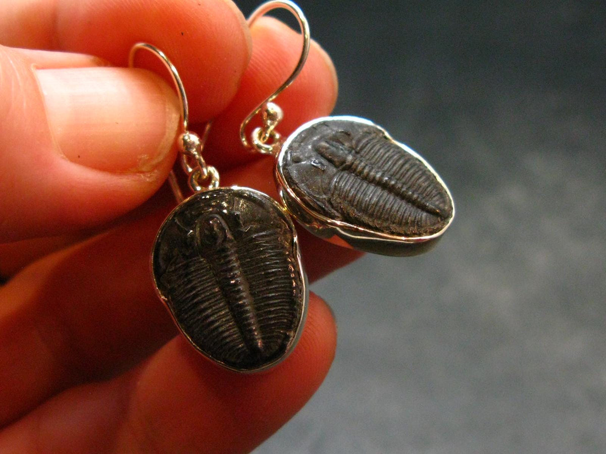 Trilobite Silver Earrings from USA - 1.3" - 4.38 Grams