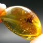 Insects in Amber Piece From Baltic Sea - 3.18 Grams - 1.1"