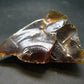 Rare Large Blue Amber Raw Piece Fluorescent From Indonesia - 2.6" - 25.17 Grams