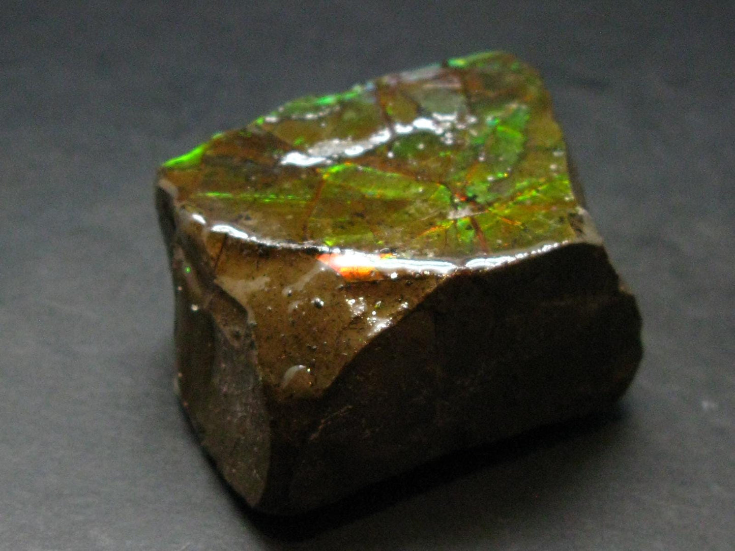 Ammolite Ammollite Fossil From Alberta Canada - 1.8" - 91.72 Grams