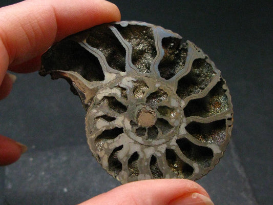 Pyritized Ammonite Fossil From Russia 150 MYO - 2.1" - 21.79 Grams