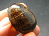 Chiastolite Variety of Andalusite Egg from China - 1.3"