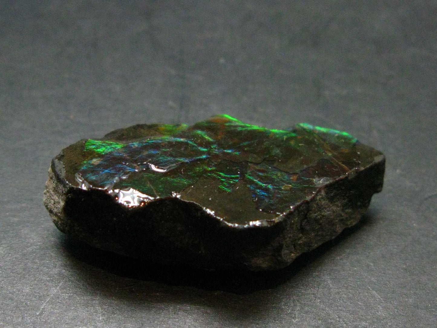 Ammolite Ammollite Fossil From Alberta Canada - 1.5" - 11.57 Grams