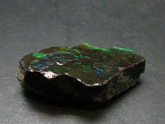 Ammolite Ammollite Fossil From Alberta Canada - 1.5" - 11.57 Grams