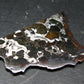 Large Brahin Meteorite Pallasite Olivine Slice From Belarus - 2.4" - 8.82 Grams