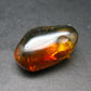 Insects in Amber Piece From Baltic Sea - 5.34 Grams - 1.2"