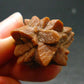 Glendonite (Ikaite after Calcite) Crystal From Russia - 1.0" - 7.81 Grams