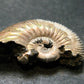 Pyritized Ammonite Fossil From Russia 150 MYO - 1.3" - 12.15 Grams