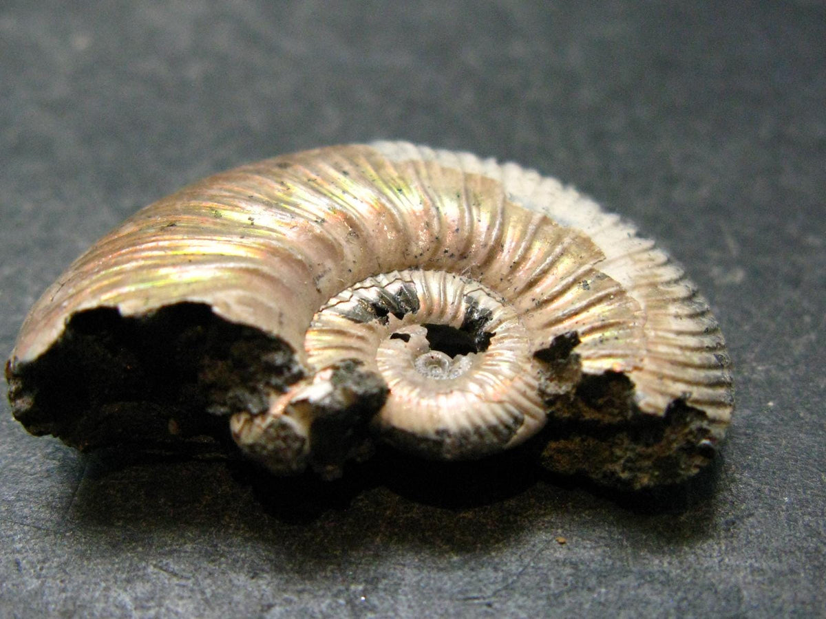 Pyritized Ammonite Fossil From Russia 150 MYO - 1.3" - 12.15 Grams
