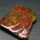Ammolite Ammollite Fossil From Alberta Canada - 2.5" - 51.59 Grams