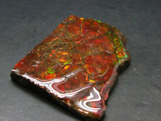 Ammolite Ammollite Fossil From Alberta Canada - 2.5" - 51.59 Grams