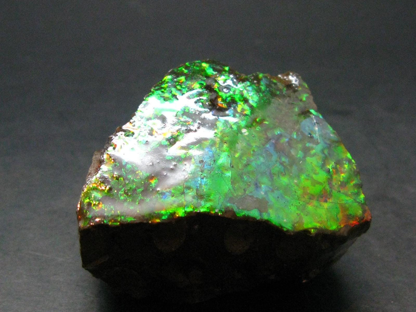Ammolite Ammollite Fossil From Alberta Canada - 1.9" - 111.30 Grams