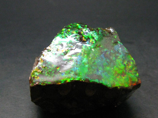 Ammolite Ammollite Fossil From Alberta Canada - 1.9" - 111.30 Grams