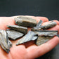 Rare Lot Of 10 ISUA Stone Raw Pieces from Greenland - 26.27 Grams