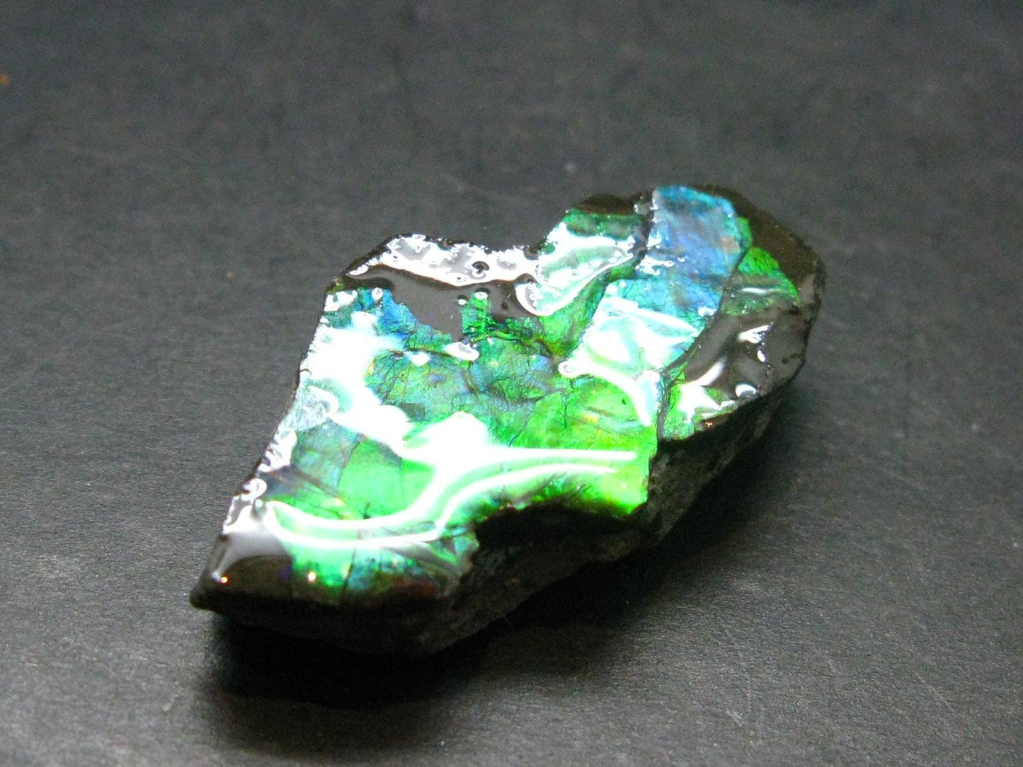Ammolite Ammollite Fossil From Alberta Canada - 1.5" - 11.57 Grams