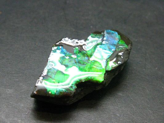 Ammolite Ammollite Fossil From Alberta Canada - 1.5" - 11.57 Grams