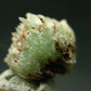 Very Rare Phosphophyllite Crystal From Bolivia - 0.6" - 1.98 Grams