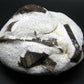 A Perfect Staurolite Crystal on Matrix from Russia - 3.6" - 431 Grams