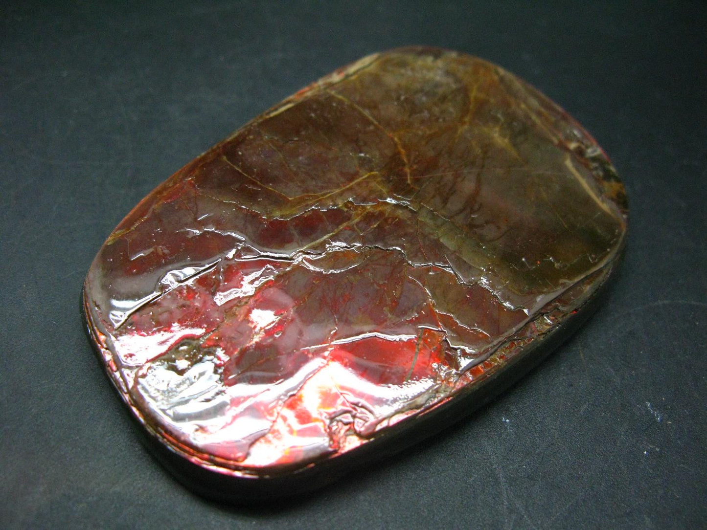 Ammolite Ammollite Fossil From Alberta Canada - 3.7" - 157.2 Grams